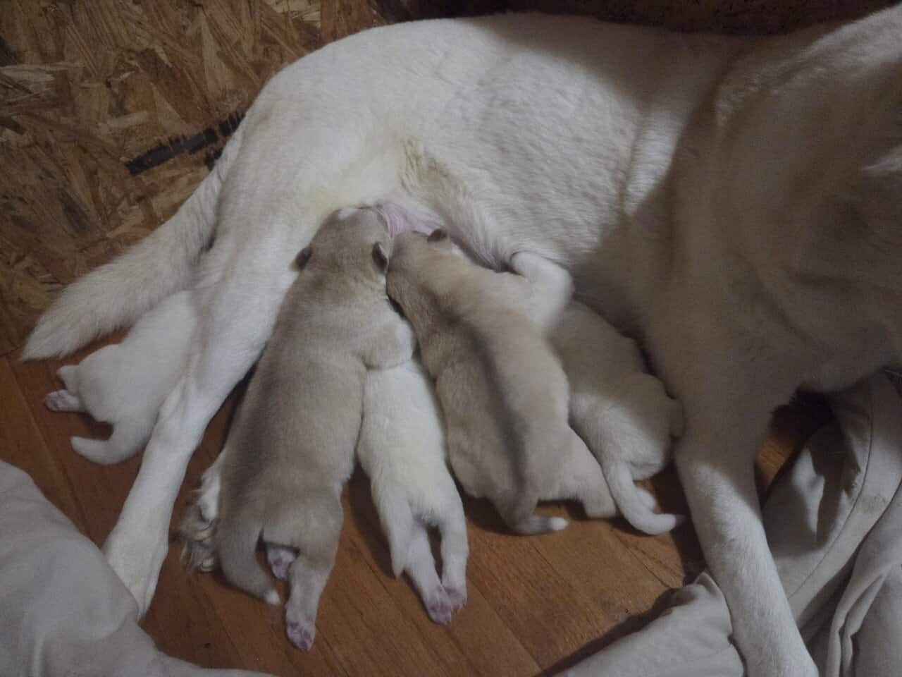 Husky puppies for sale image 6