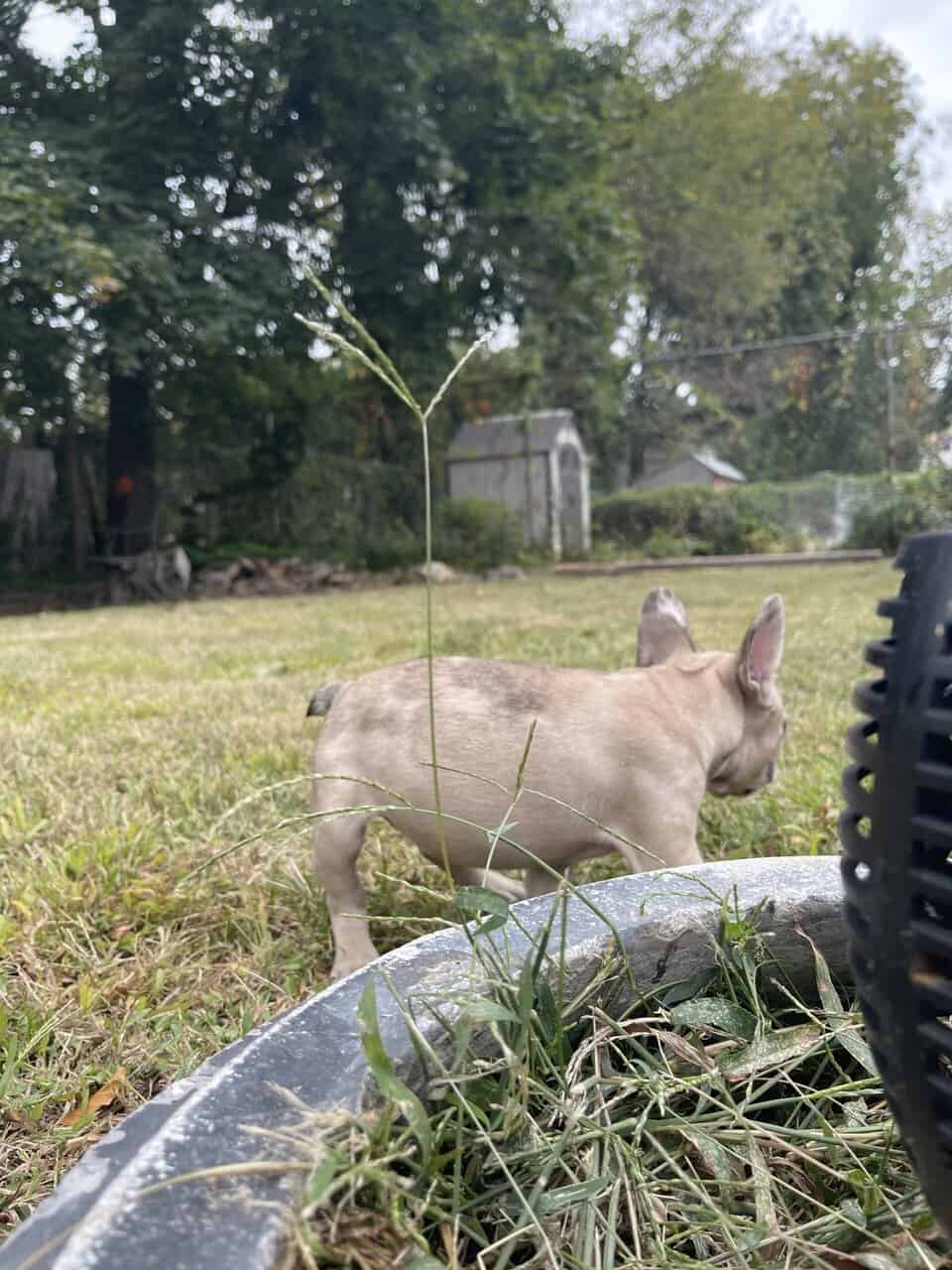 French bulldog Puppy female image 4