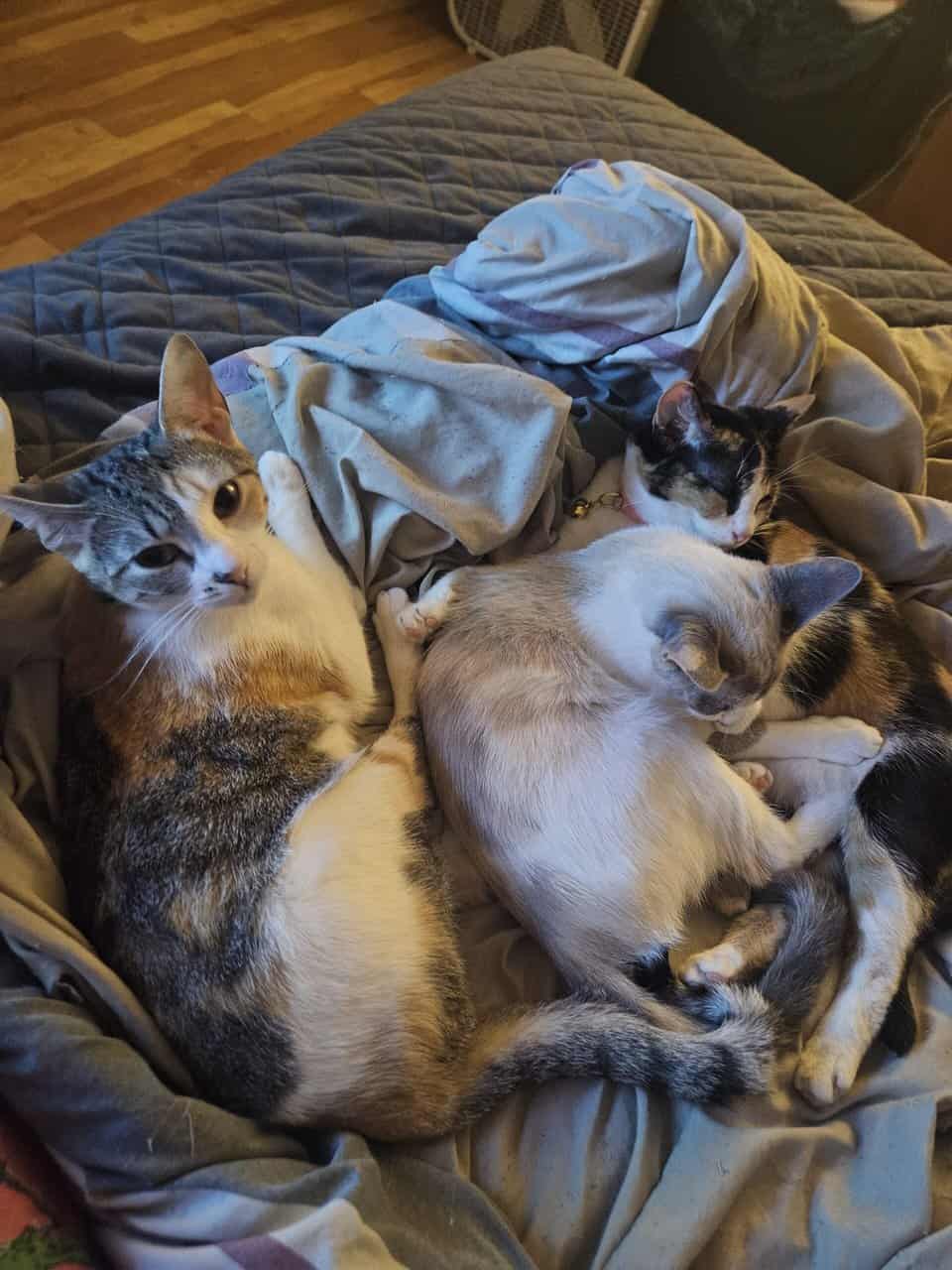4 Female Cats, 1 yr, needing to be rehomed image 6