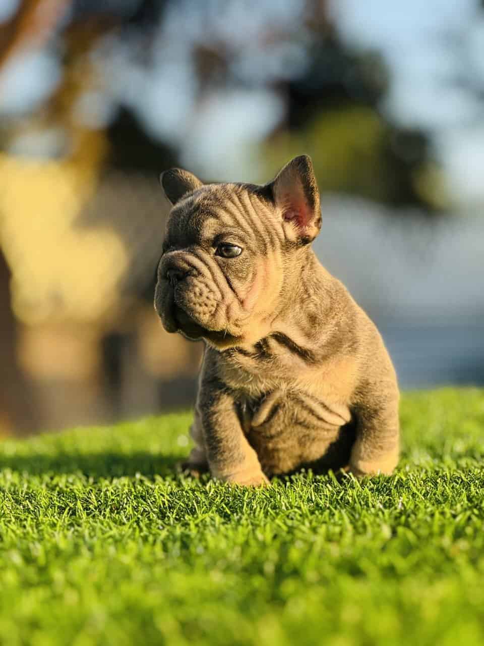 FRENCHIE PUPPY image 4