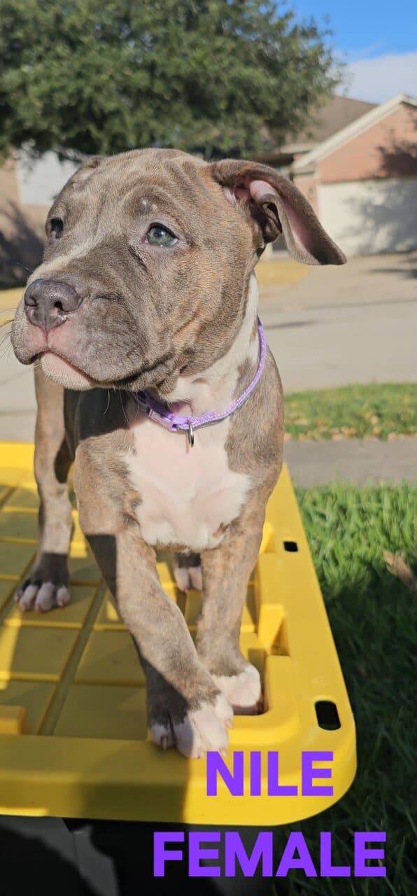 AMERICAN BULLY PUPPIES image 5