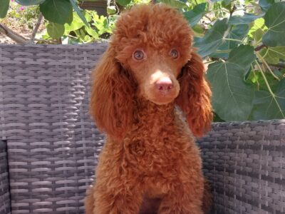 Azalea AKC miniature poodle female