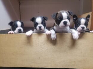 Boston terriers