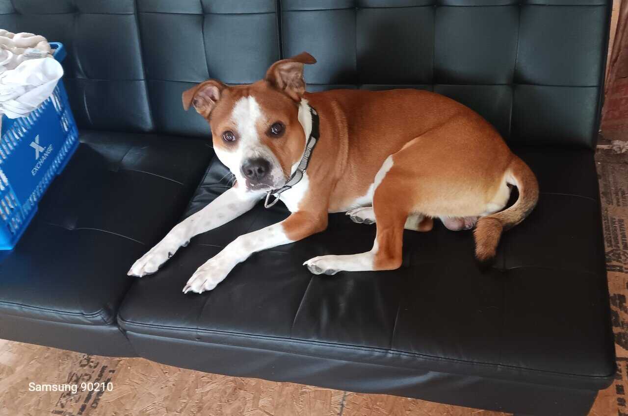 Looking to re-home this precious little guy image 2
