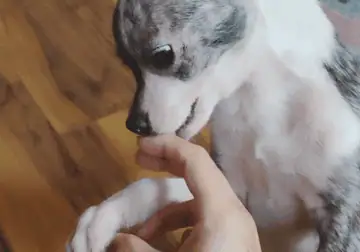 Brindle Male Chihuahua