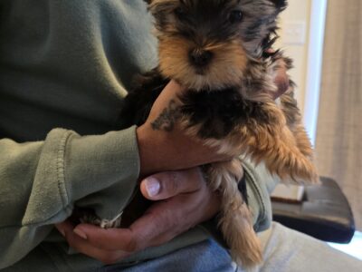 Male Yorkies