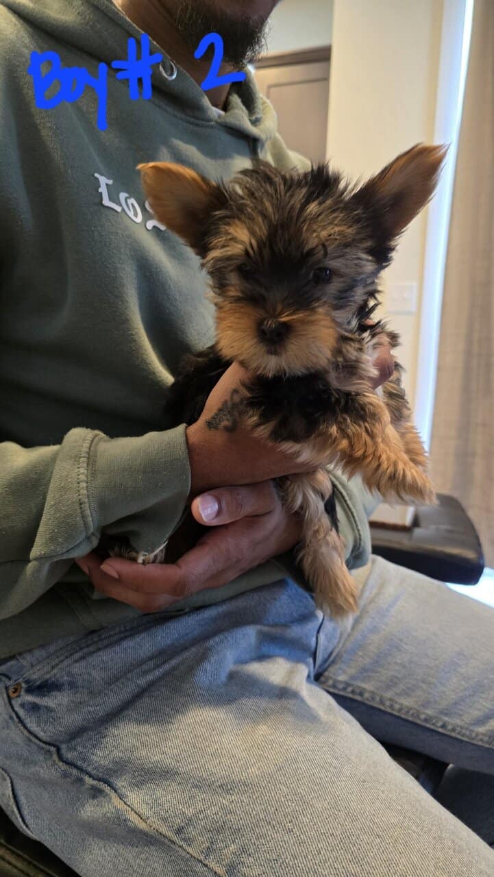 Male Yorkies image 1