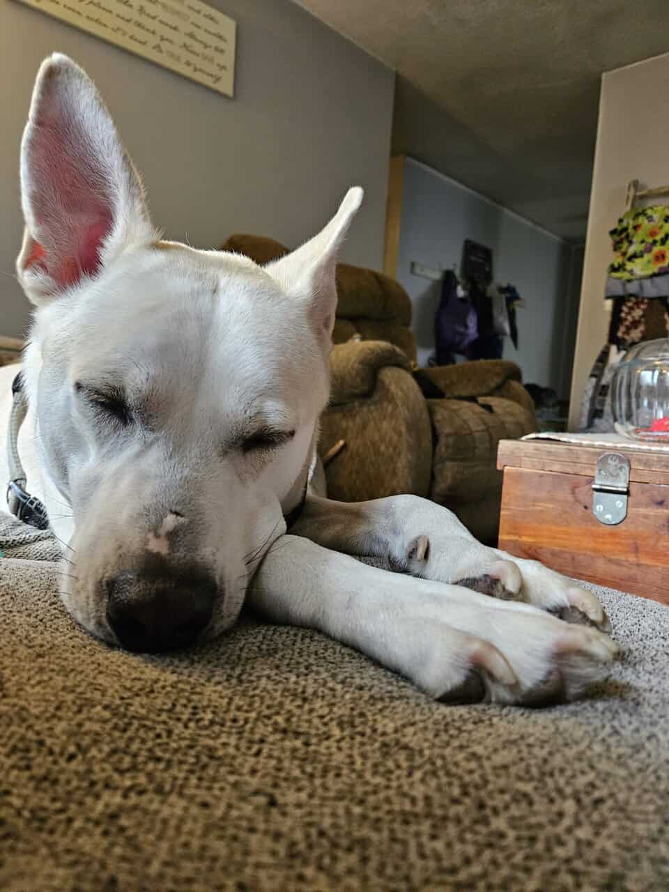 Rehoming image 3