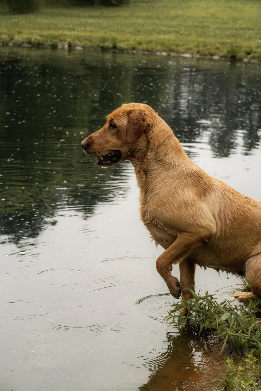 Fox Red Labs with Loaded Pedigrees image 2