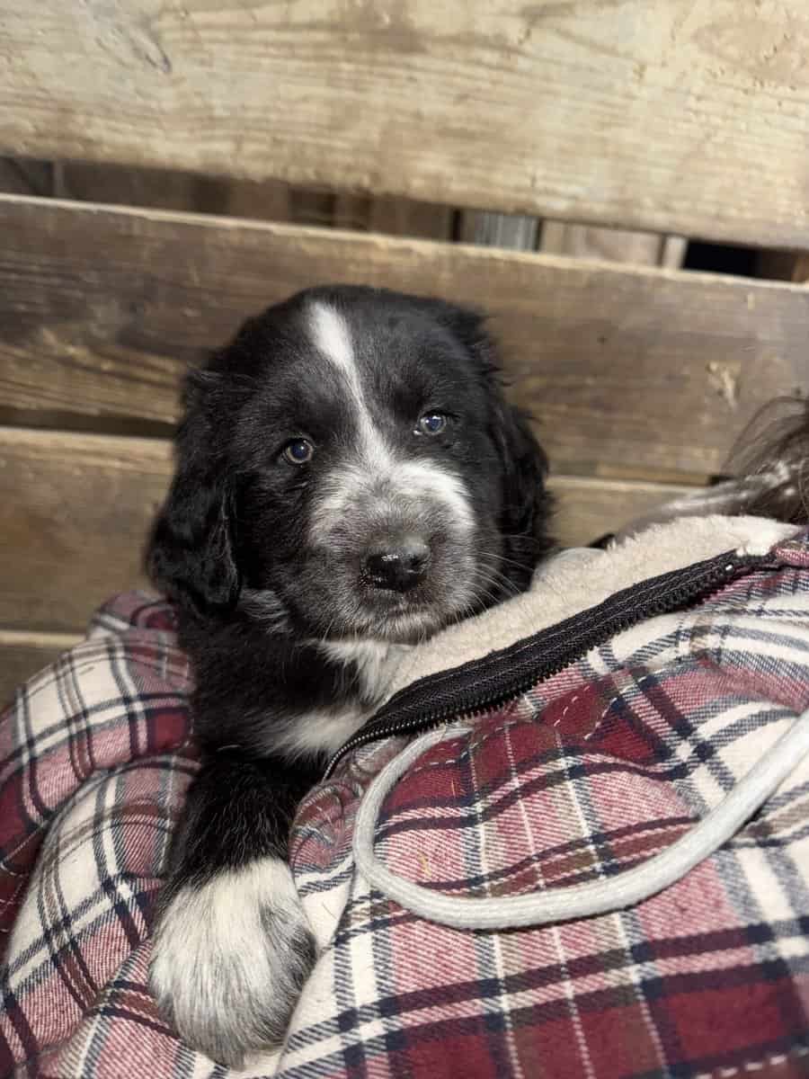 Livestock Guardian pups (LGD) image 2