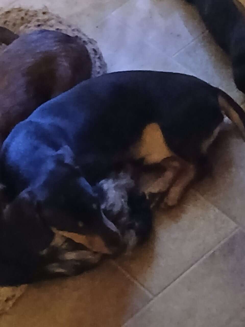 Dachshund puppies image 22