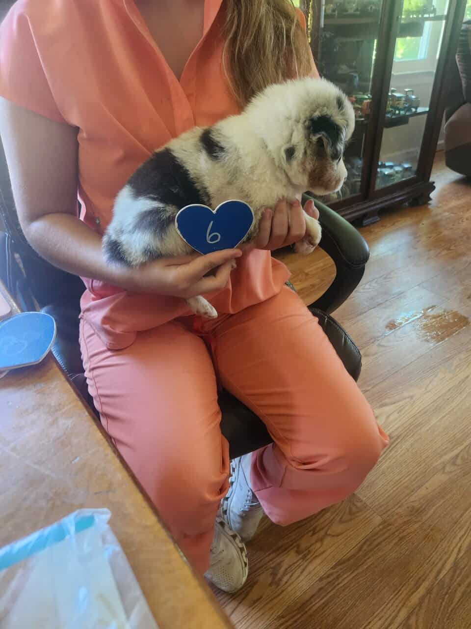 Australian Shepherd 6 image 2