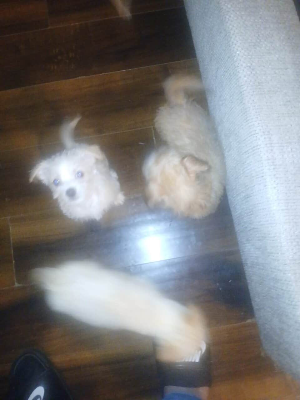 CUTE PUPPIES - Mixed Breed MaltipooTerrier image 2