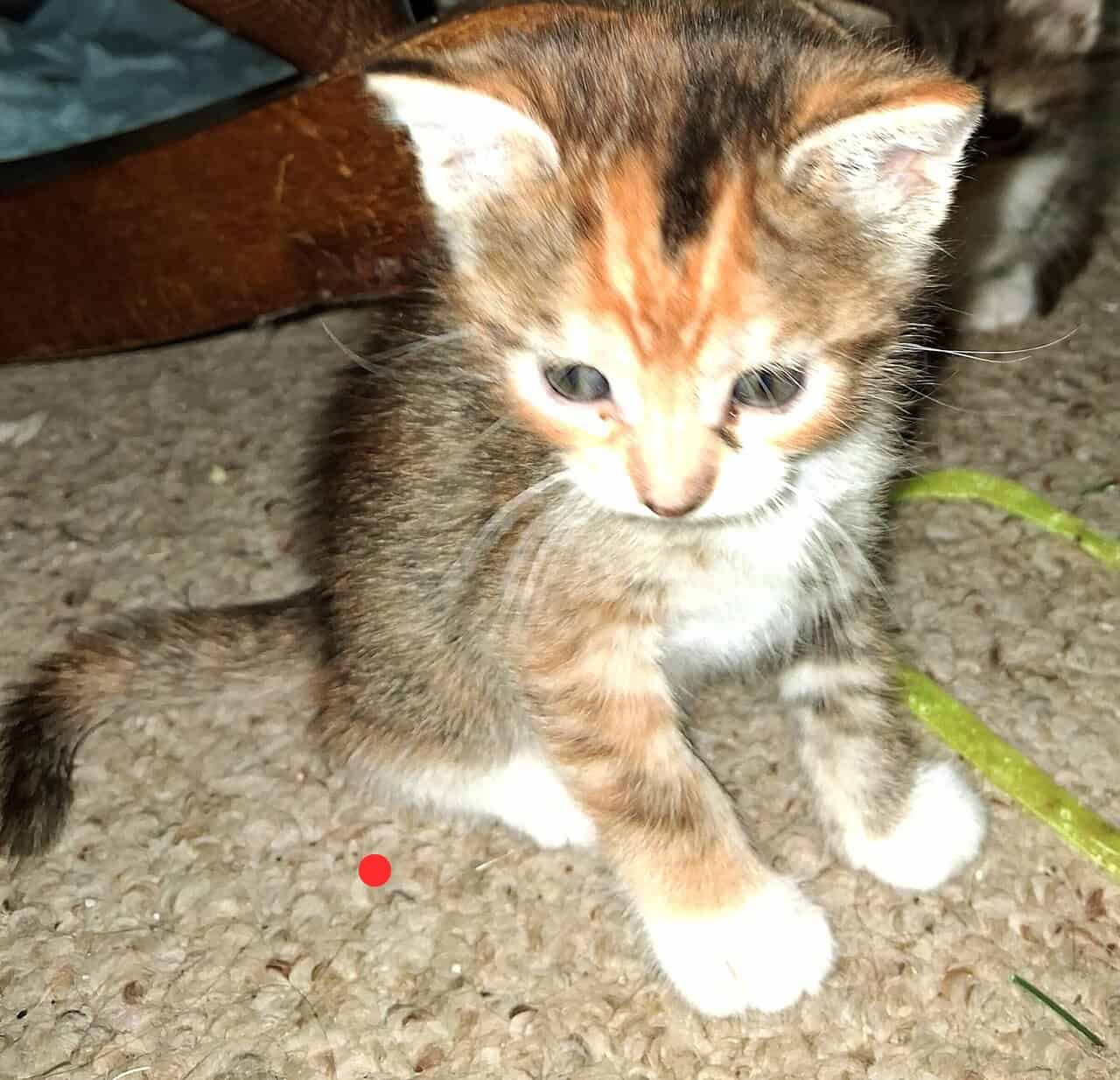 Soft , Sweet kittens for adoption. image 14