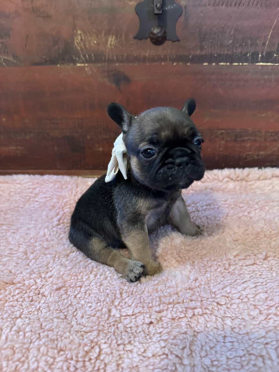 French Bulldog puppies image 2