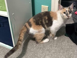 Rescued sweet kitty needs forever home!