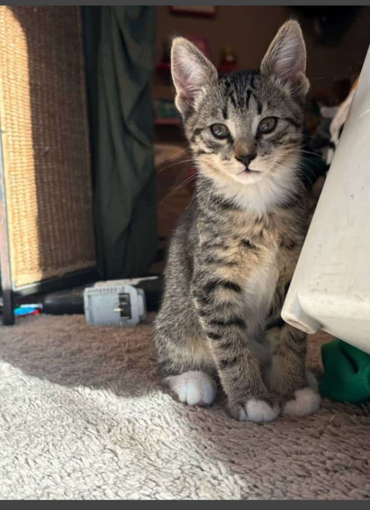 Kittens image 1