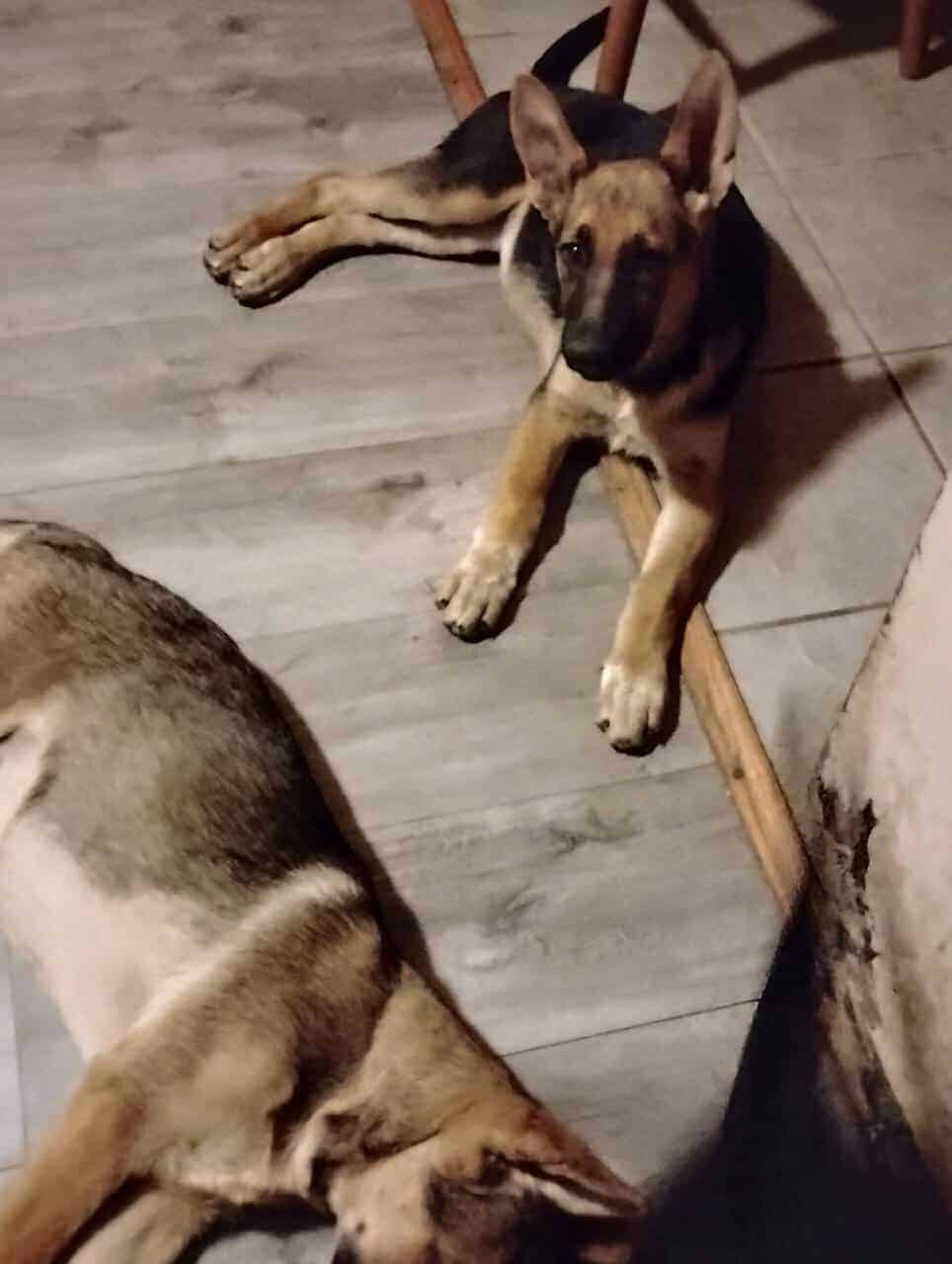 German Sheppard puppies for sale image 5