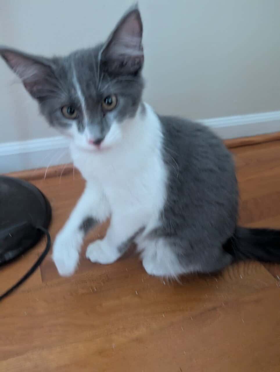 Maine Coon Mix Kittens image 3