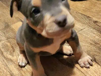 ABKC. American Pitbull Puppies. Blue Tri’s