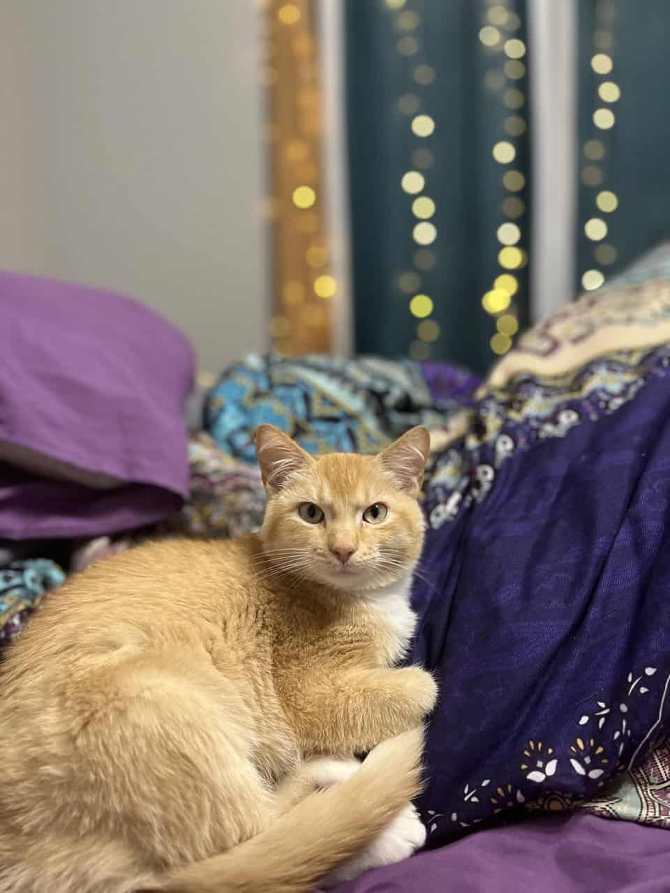 ✨ Rehoming Beautiful 1-Year-Old Cat – Ollie ✨ image 1