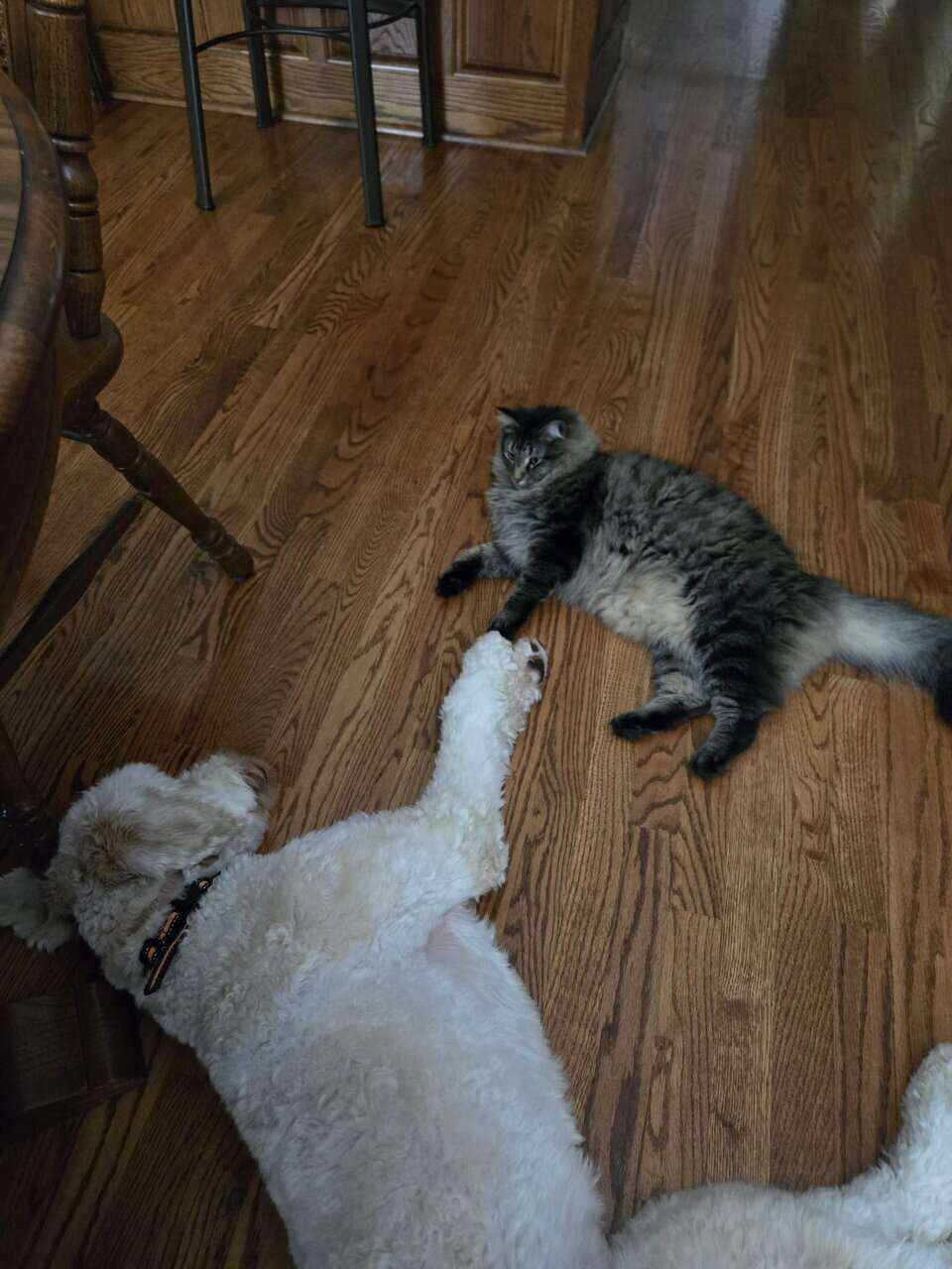 Free 4yr old Cat image 1