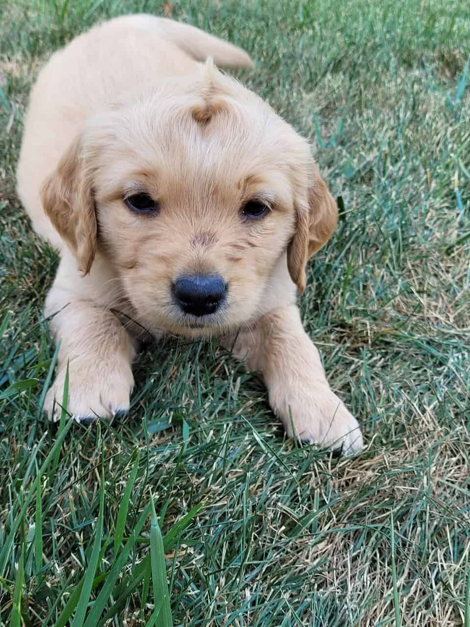 Golden Retriever puppies image 8