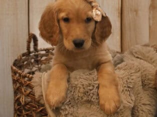 Goldendoodle puppies