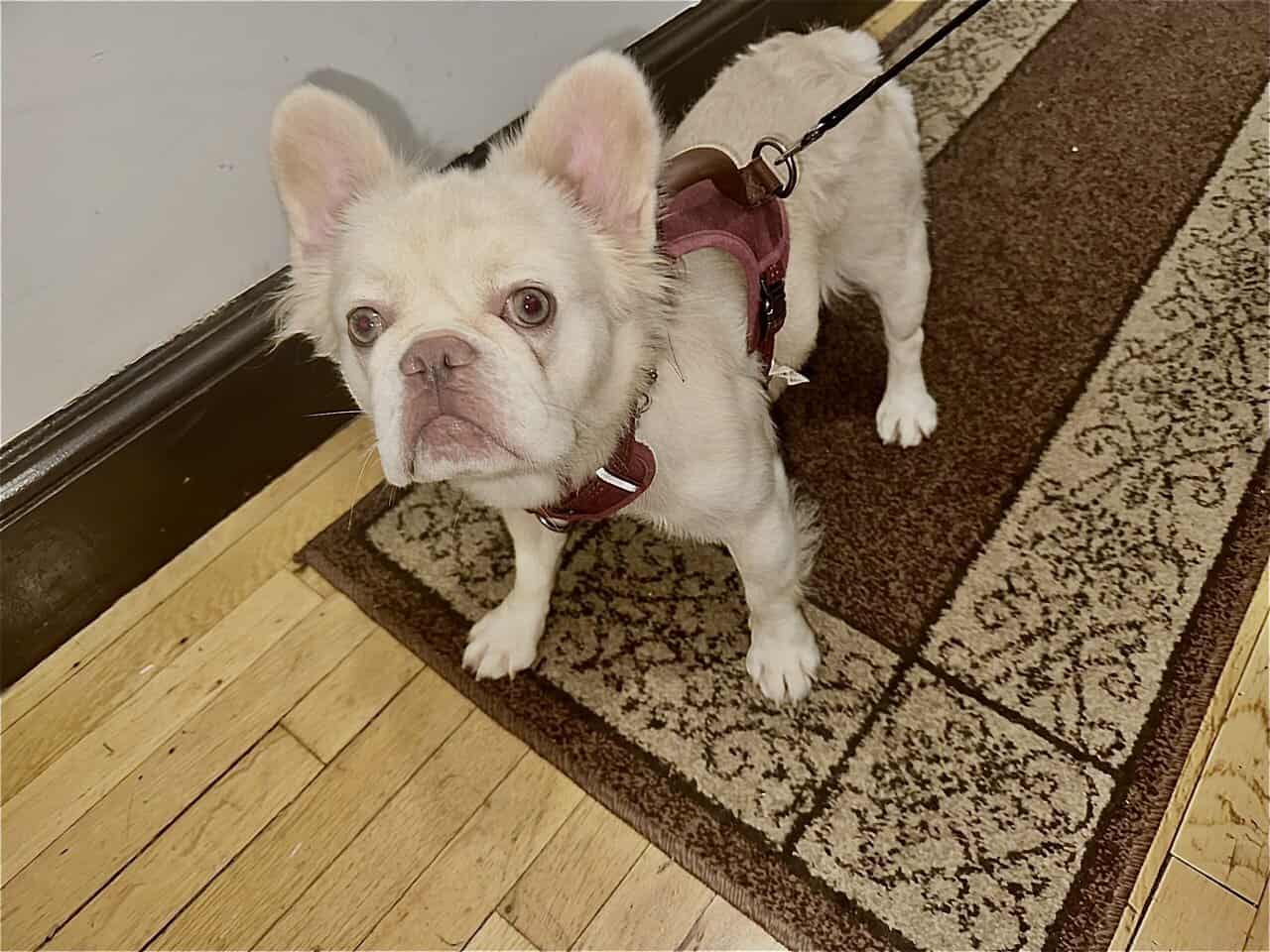 French bull Fluffy image 5