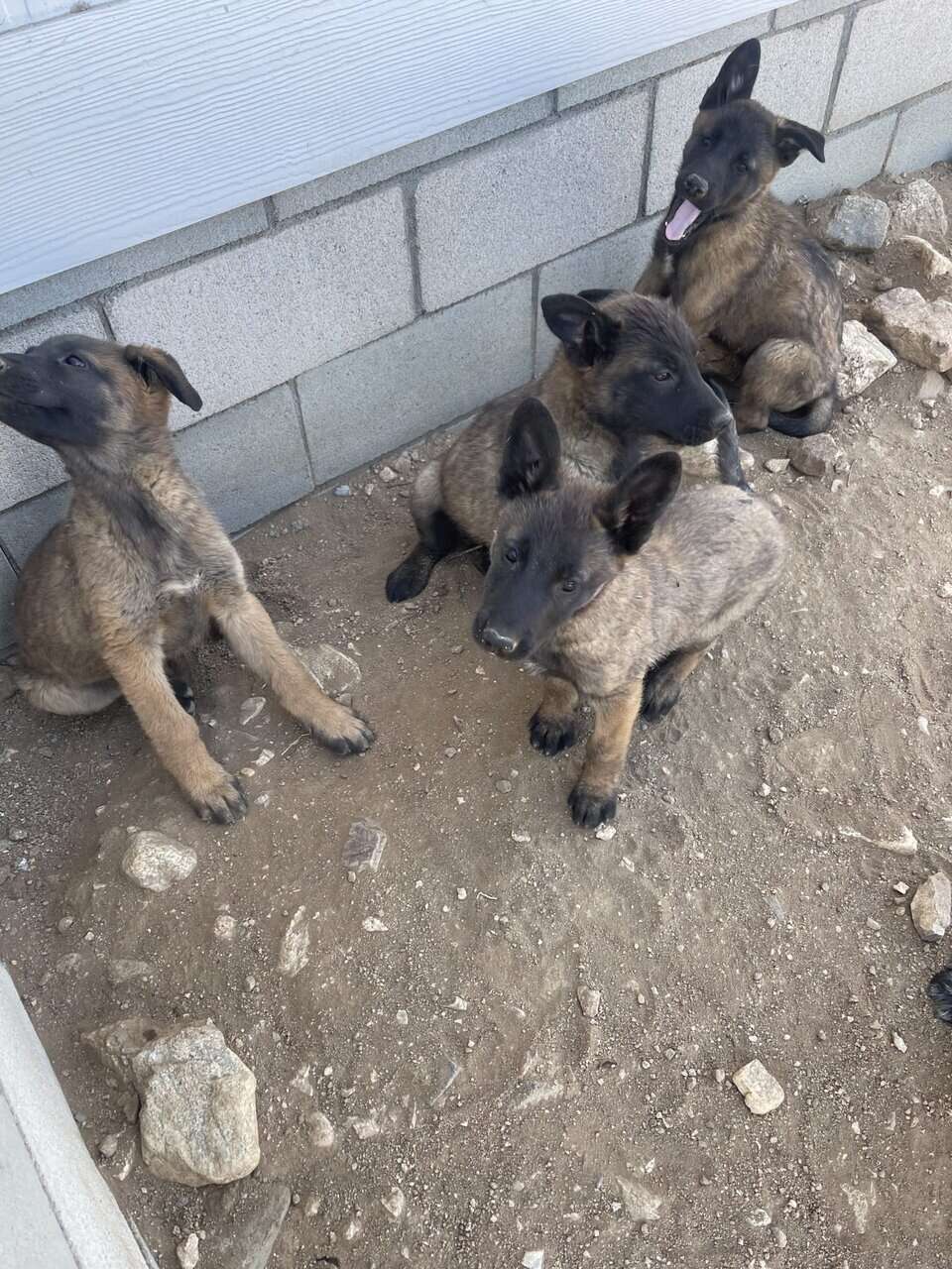 German Shepard/ Belgian Puppies image 1