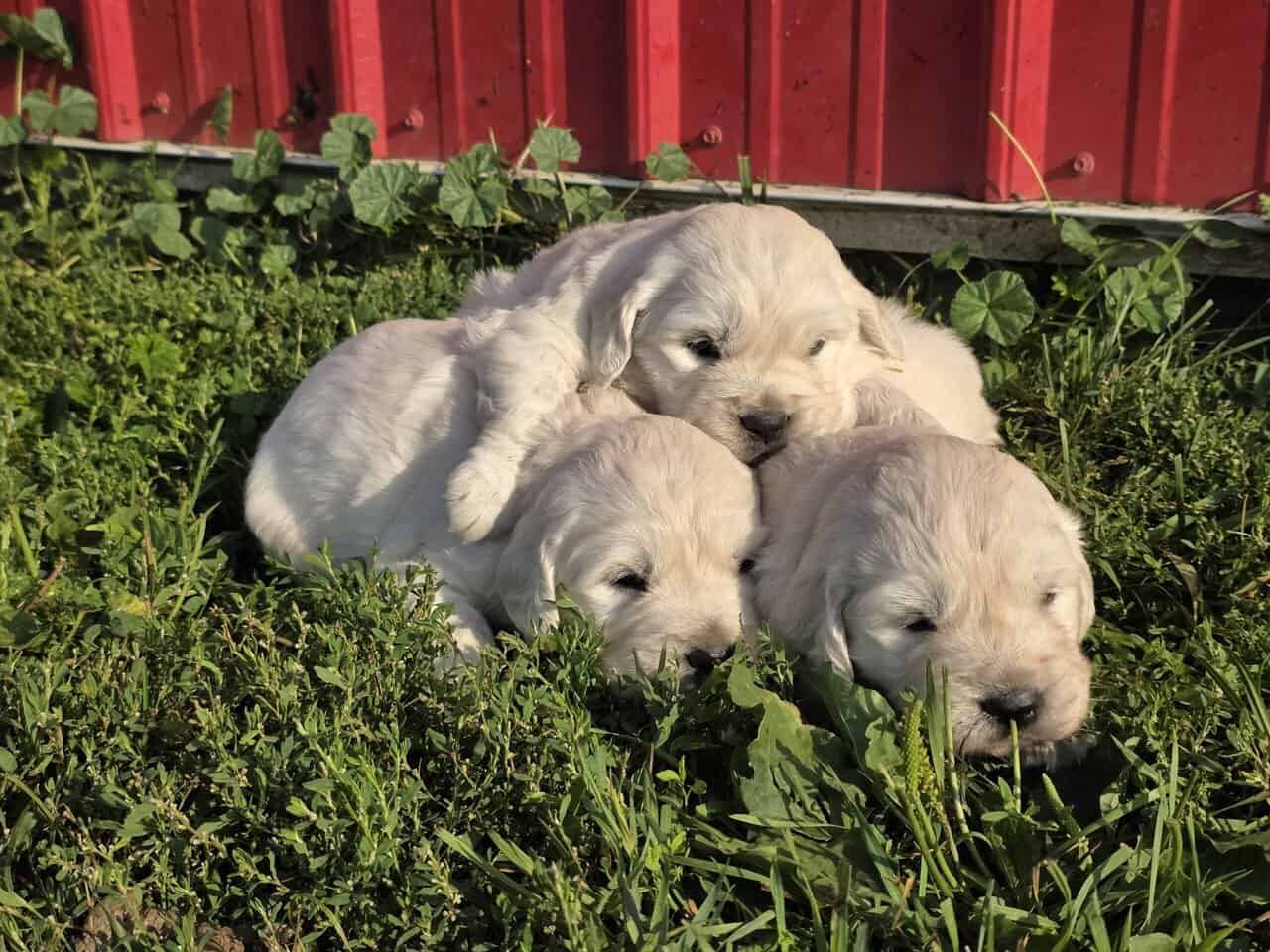 English cream golden retrievers image 5