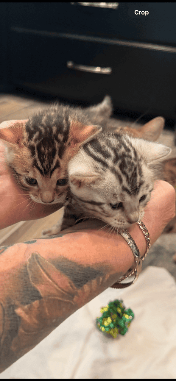 Bengal Kittens Available image 4