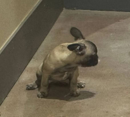 FRENCH BULLDOG 1 image 1