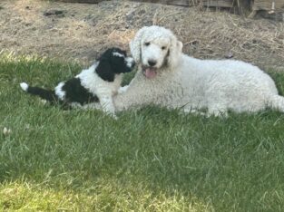 Saintberdoodle puppies