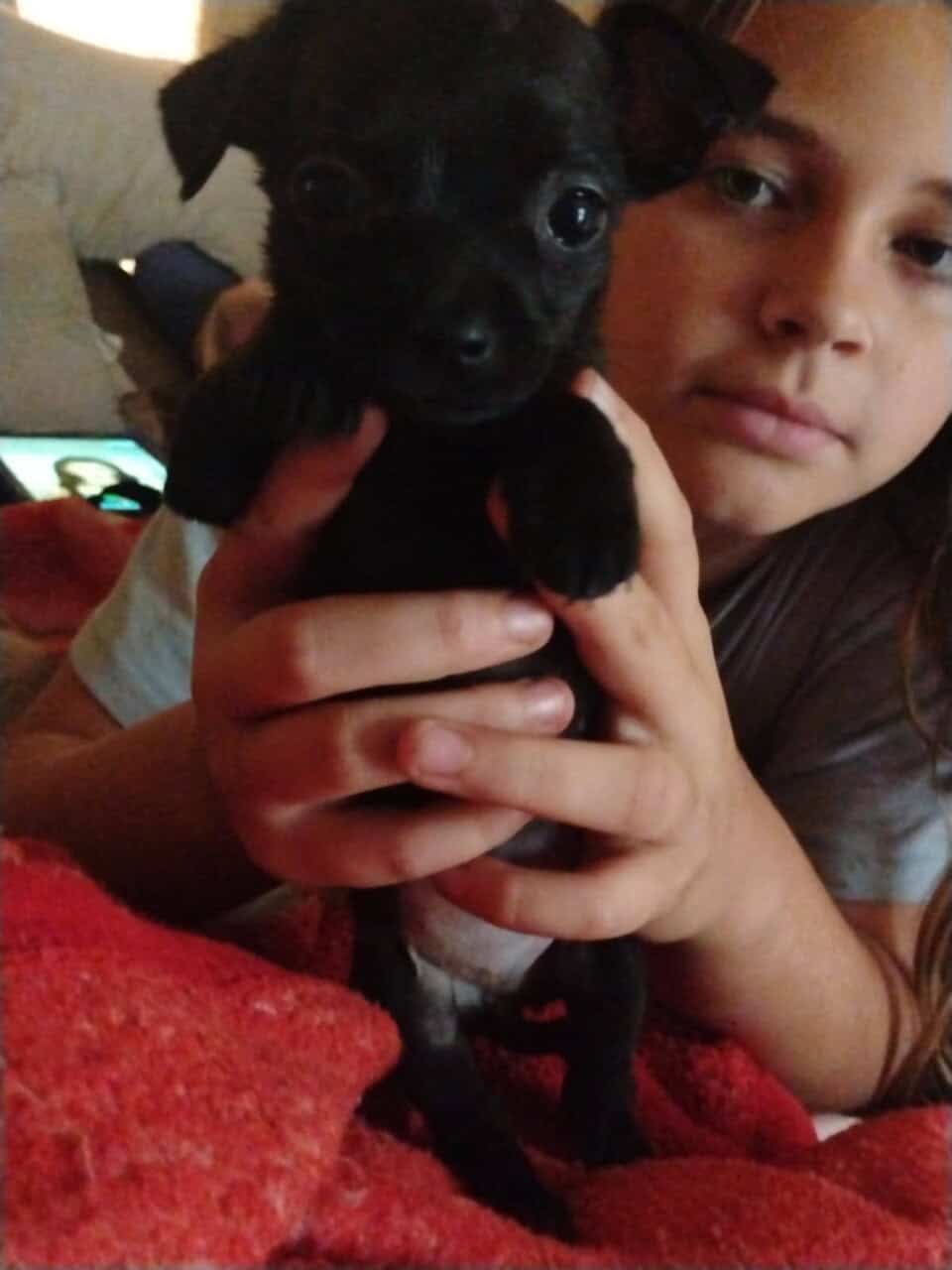 Pug/Chiweenie image 2