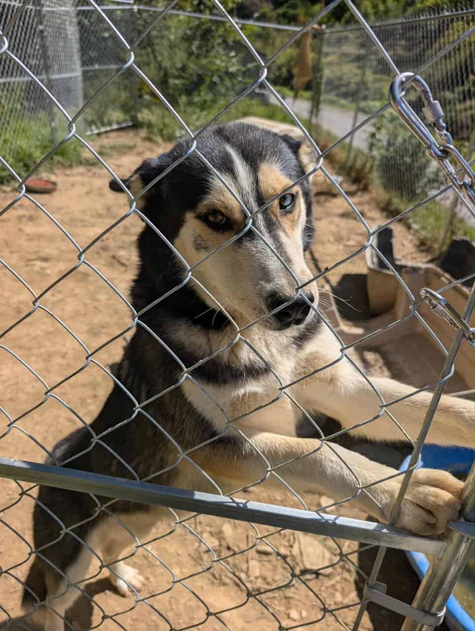 Husky mix needing new home image 1