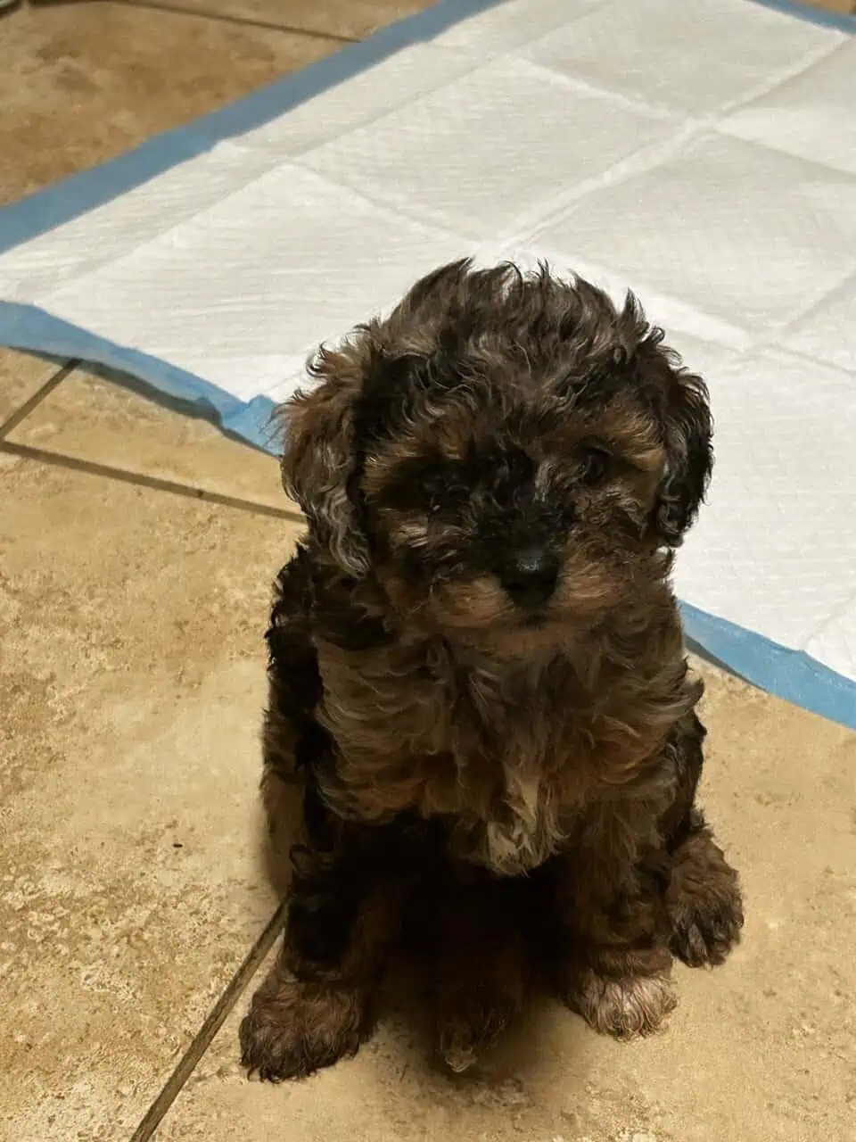 Mini Blue Merle Cavapoo Pups | PetClassifieds.com