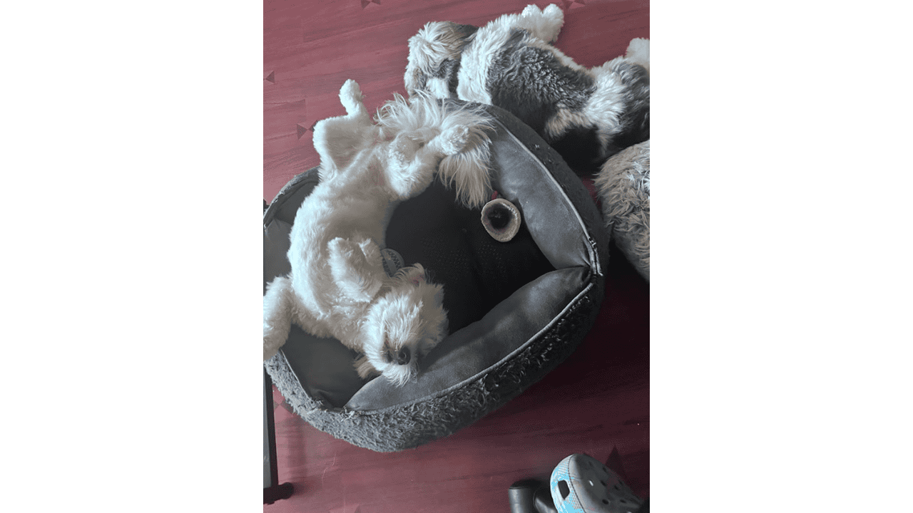 🐾 Meet Panda & Snow 🐾 image 10