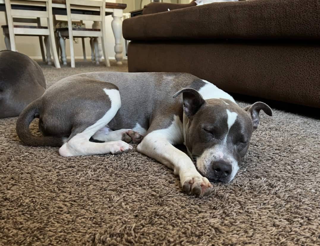 Arlo- Pit Mix image 4