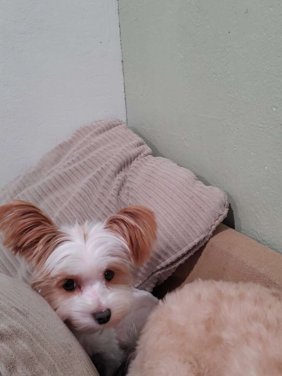 Golddust Yorkie image 5