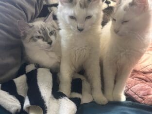 Ragdoll and Ragamuffin kittens for sale