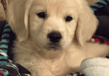 10 week old English Cream Golden Retrievers