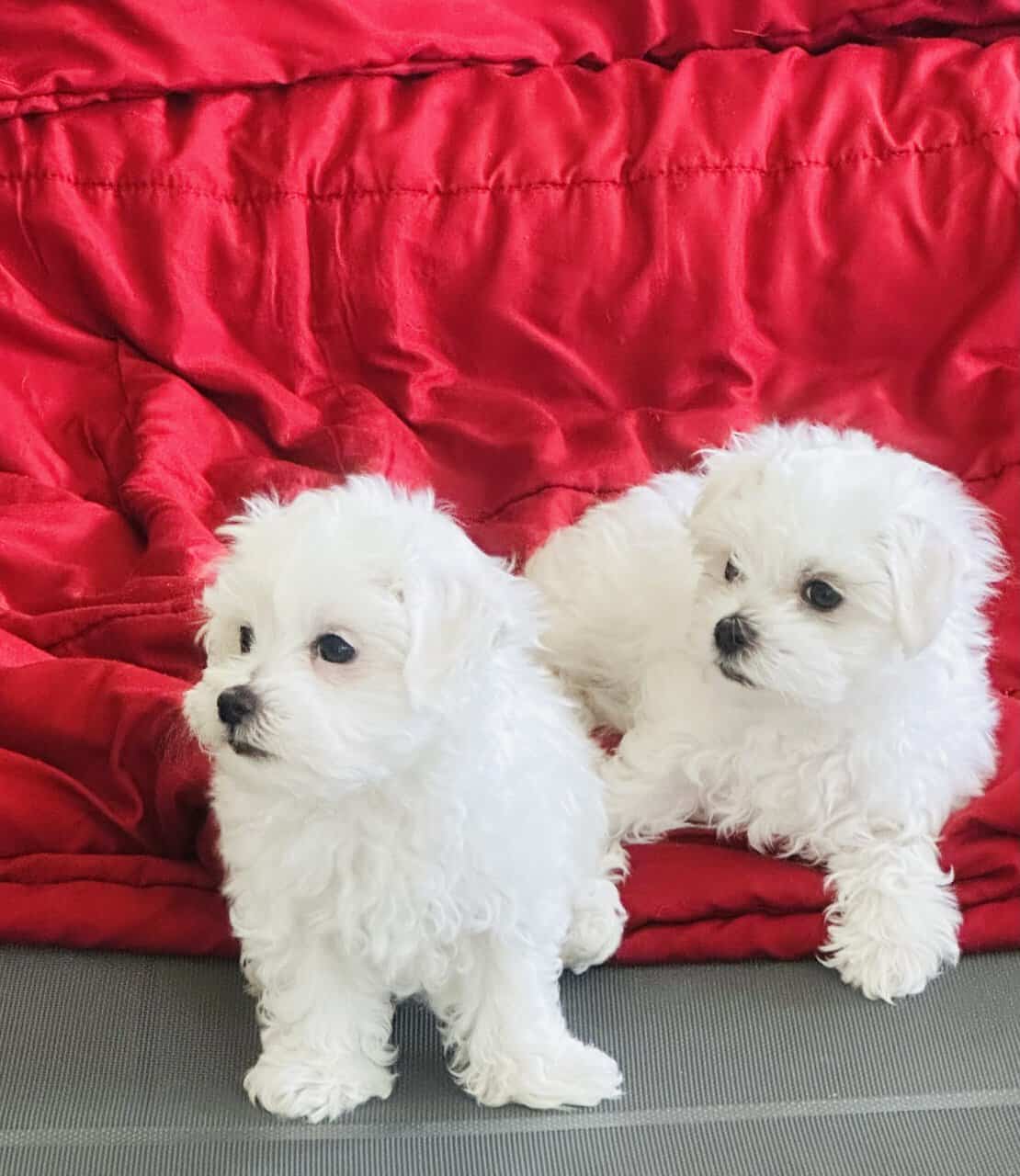 Maltese puppy image 5