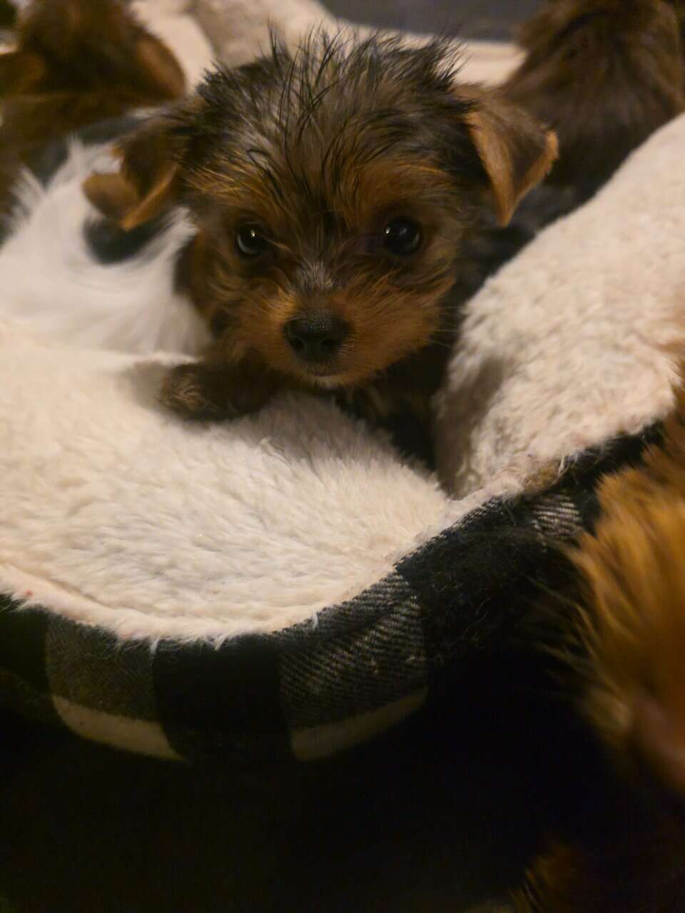 Ckc yorkie puppies image 3