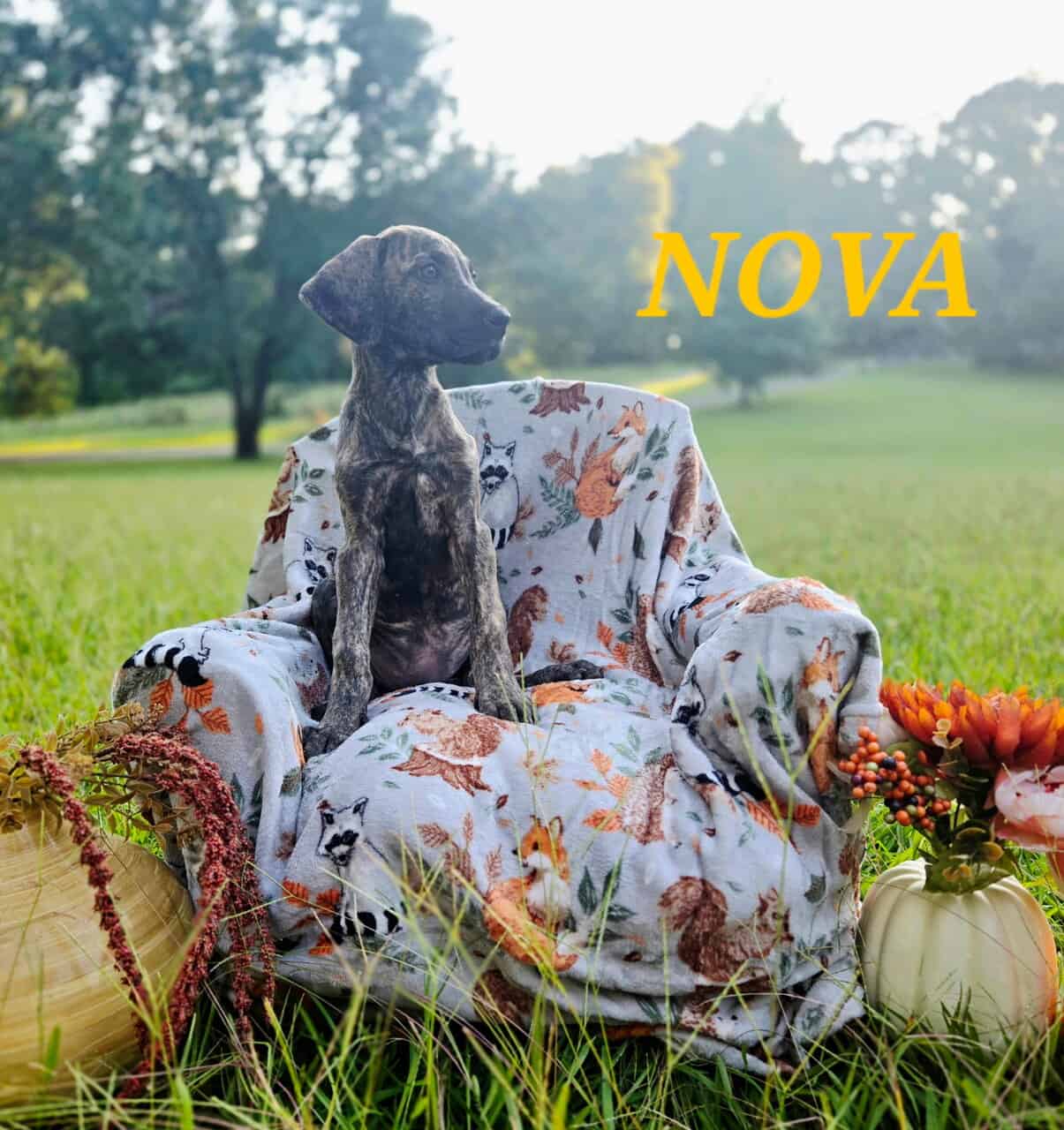 Akc Great danes image 2
