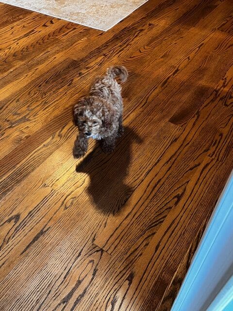 Cavapoo image 4