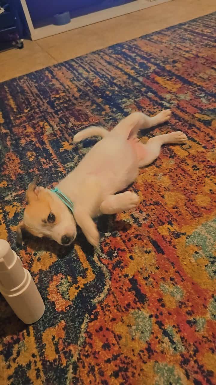 Labrabull puppies image 4