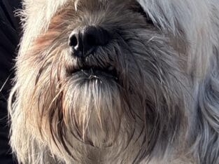 Shichon adult female