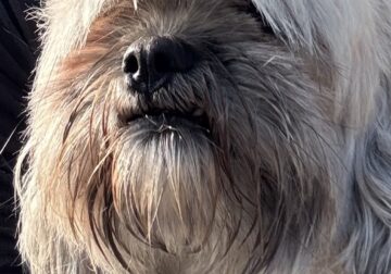 Shichon adult female