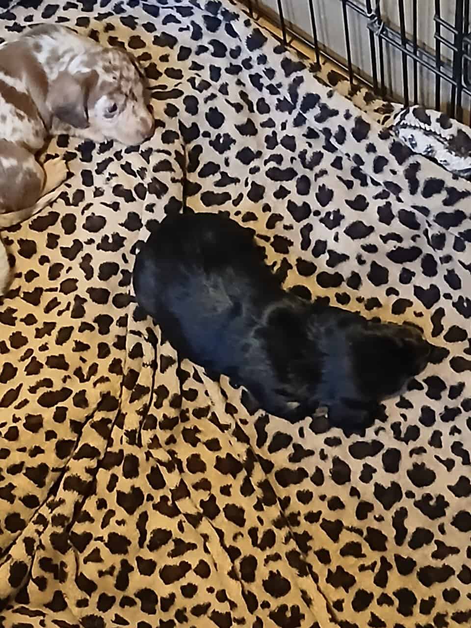 Dachshund puppies image 15